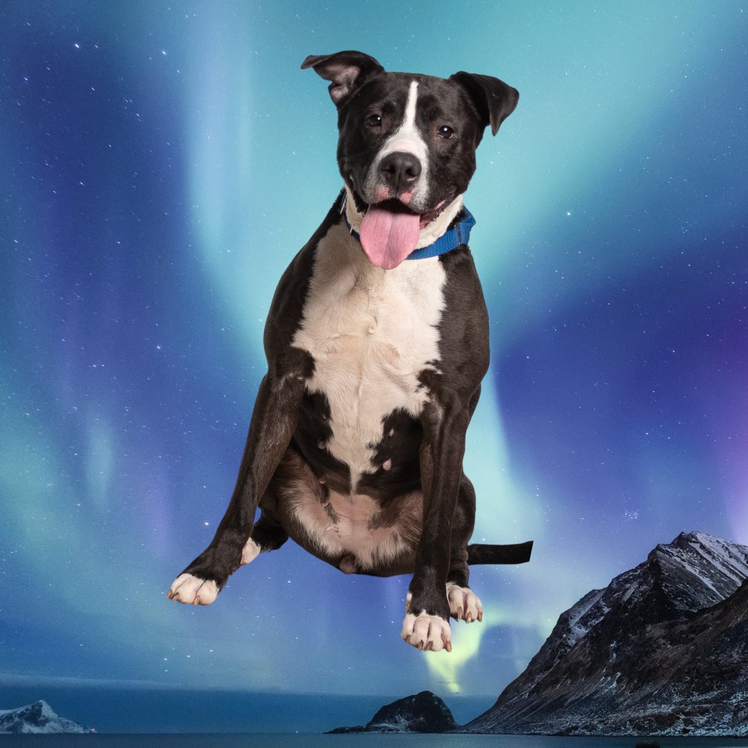 We got some really good Aurora pics. ✨Feel free to share ours if you didn't get any.

P.S. Come meet adoptable Aurora. This young active
girl would love to find a home soon!

#adopt #northernlights #alexanimals #alexandriava