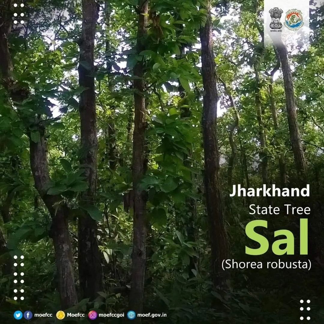 #ChooseLiFE #MissionLiFE @moefcc Jharkhand State Tree - Sal (Shorea robusta)