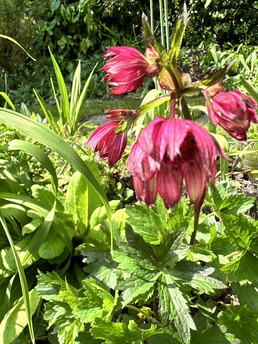 In my garden yesterday..in glorious sunshine..Astrantia ‘Hadspen Blood’..which I actually bought at Hadspen from Nori and Sandra Pope so many years ago..it was the first private garden I visited…what a lucky man was I?!?