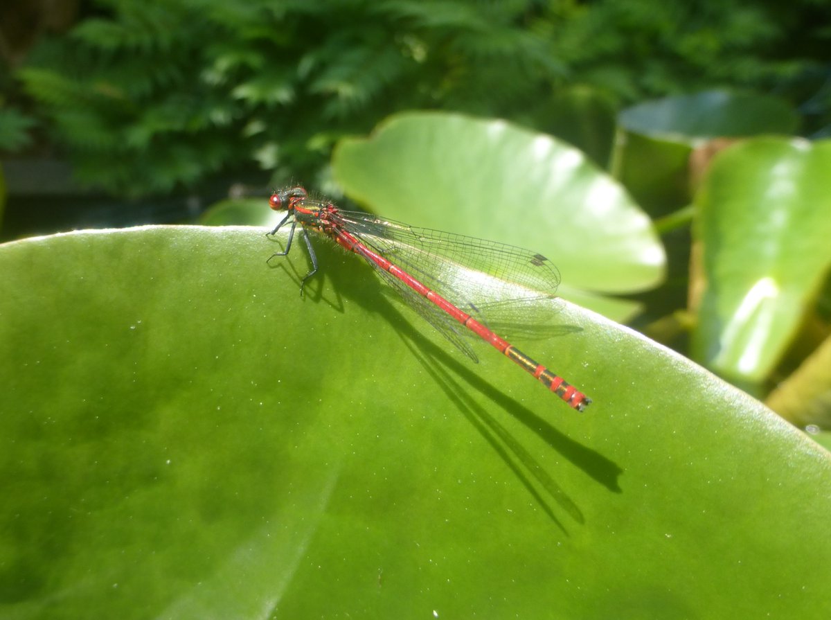 May Photo Challenge

from: @bosw8er_jochem

Today's Choice: 
- Dragon- & Damselflies - 
❤️

Large Red Damselfly

at our Garden-Pond,
this Afternoon

#mei_nmooistefotos #LibellenEnJuffers #Day13 #fun #Dag13 #photochallenge #NaturePhotography #naturelovers #damselfly #garden