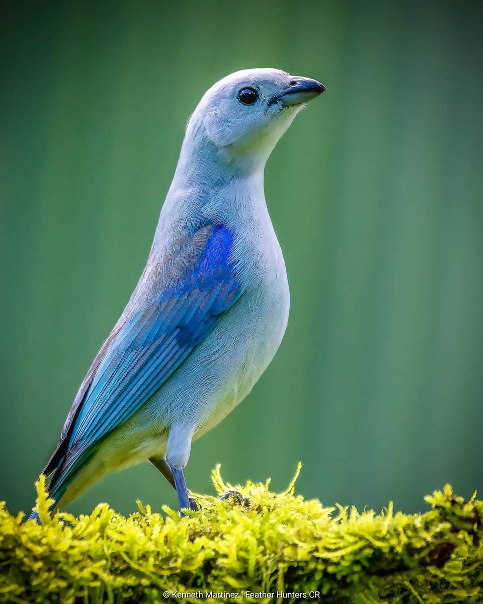 Ibituruna58's tweet image. Blue-gray Tanager
Thraupis episcopus

#best_birds_planet #planetbirds #birdingphotography #canonusa #birds_captures #birdsonearth #goldenhoodedtanager #nature #costaricawildlife #phototour #naturetours #bbcnature #birdsphotography
