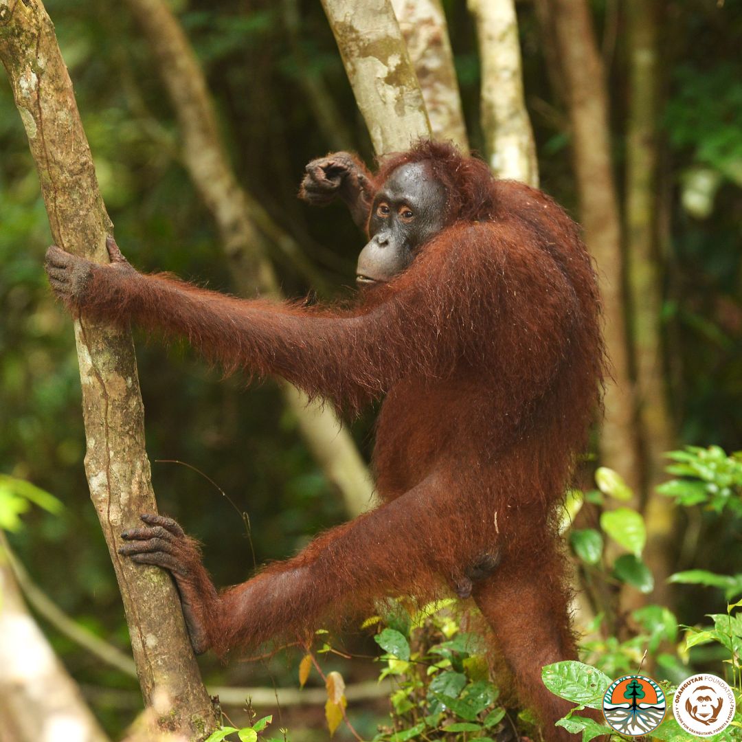 📣Labetty is pregnant! She is expected to give birth in June or July in Lamandau Wildlife Reserve, which has had over 100 wild orangutan births since its establishment.

As orangutans are #criticallyendangered, we celebrate every new birth! 

Share the wonderful news! 🧡