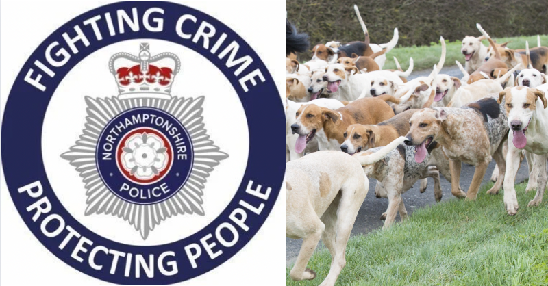 Northamptonshire Police has stated that it will not prosecute members of the Pytchley with Woodland Hunt, even though three of its hounds were killed on the busy A43.