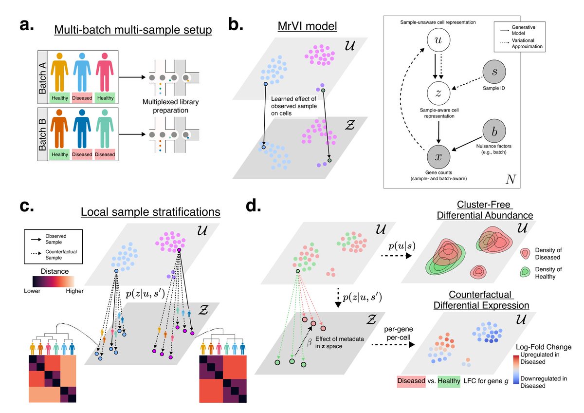 How can we better reveal cellular 🦠and sample🧍variation from large-scale scRNA-seq studies? We have released a new and improved deep generative model, #MrVI, in scvi-tools and on bioRxiv, accompanied by real-world use cases. A thread... 🧵1/
biorxiv.org/content/10.110…