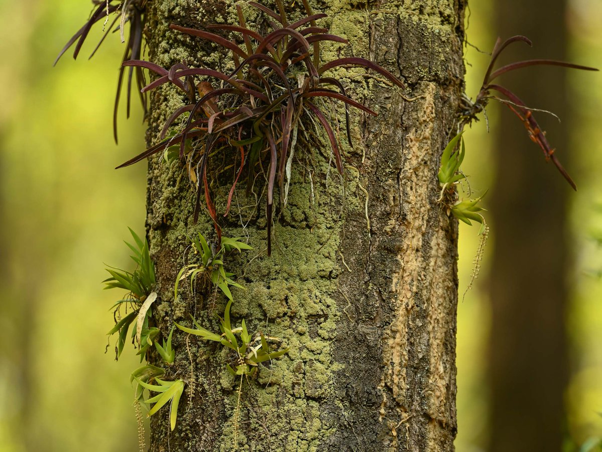 Oberonia with green leaves and Vanda with reddish-brown thrive peacefully on the same host tree.
@InsideNatGeo 
#PuspaMrga
#NareshSwamiInTheField
#NareshSwamiInThePlains
#136YearsOfNGS
#OrchidsOfEasternHimalayaByNareshSwami
#NatGeoExplorer
#ExplorerMindset