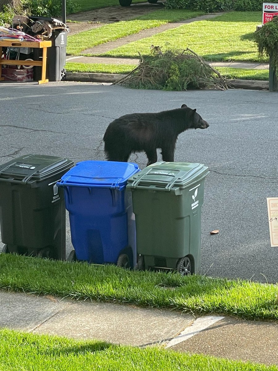 AWLA has received several reported sightings of a juvenile black bear, likely male, in N Arlington. Sightings can be reported to (703) 931-9241. DO NOT track the bear. Keep pets on leash and trash secured. For more info about bear safety, visit bearwise.org. Thank you!
