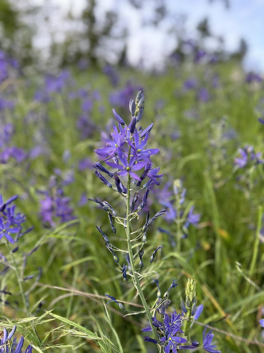 Anyone else’s *loving* all the camas all over our city right now? #DYK the Lekwugen name for this important plant is Kwetlal?