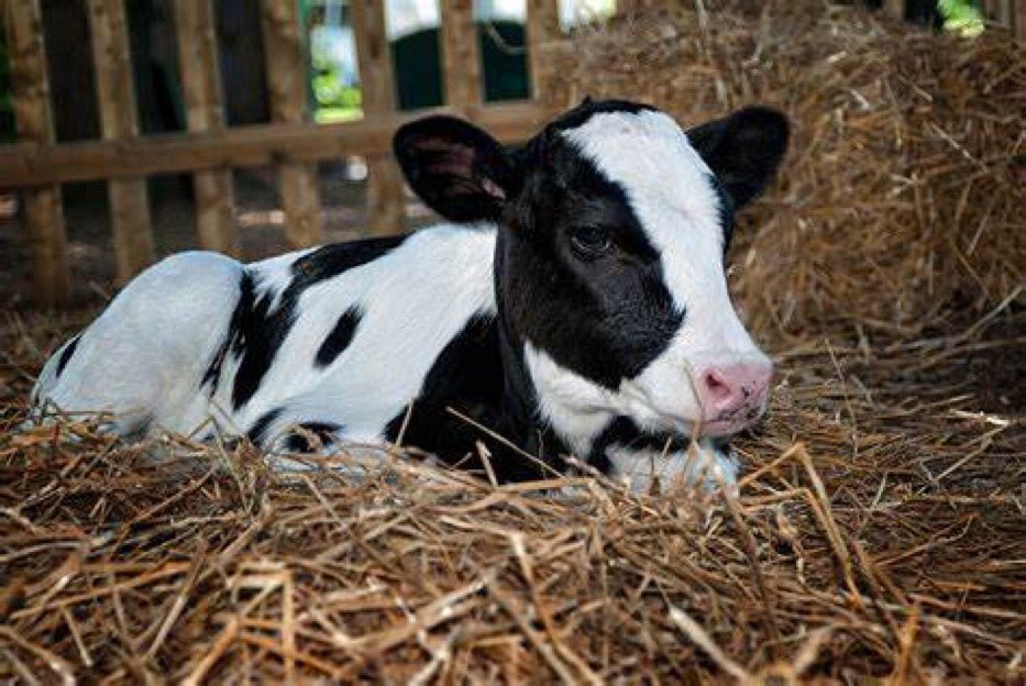 Friesian #livestock, an iconic breed known for its striking appearance and impressive milk #production.