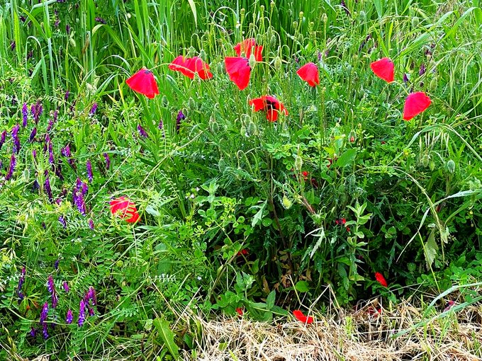 The natural model of a drive in and primarily the basis of survival for bees, bumblebees and insects and thus also for humanity. Without the immeasurable and invaluable work of our little helpers, things would look bad for us. Such places are irreplaceable for biodiversity.💚🐝🍀