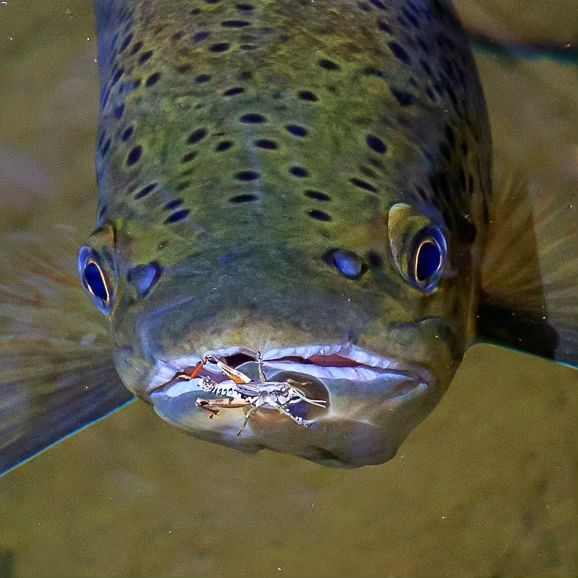 'Not much of a hopper season this year but there were a few eating them if you looked in the right spots.' // image by Peter Broomhall @merseyfly ⁠• •⁠ •⁠ •⁠ #trout #troutbum #flyfishingaddict #flyfishingadventures #flyfishing #angling #fishing #fishpondusa #fish