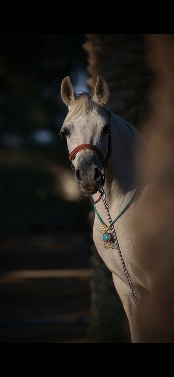 الخيـل ميـراث الـنبي و الصـحابـه
و حنـا لميـراث الـنبي نعشق الخيل