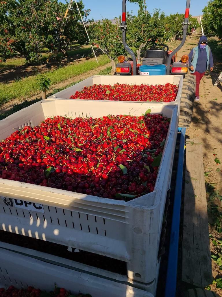 Angel shared this pic of the cherry harvest in Arvin CA. He drives just over two hours one way to earn $5.50 for each bucket of cherries he can fill. Depending on the size and quality of the fruit for his wages makes it hard to plan and he wishes for a steady income. #WeFeedYou