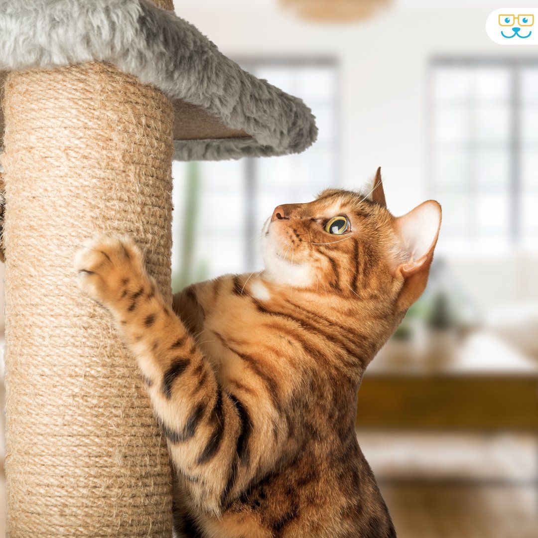 Scratching posts have so many benefits for our feline friends! They allow our cats to have some fun, relieve stress, and help maintain healthy claws and muscles.🐱
Plus, they're a purr-fect way to save your furniture from feline redecorating adventures! 🛋️ #CatHealth #Scrat ...