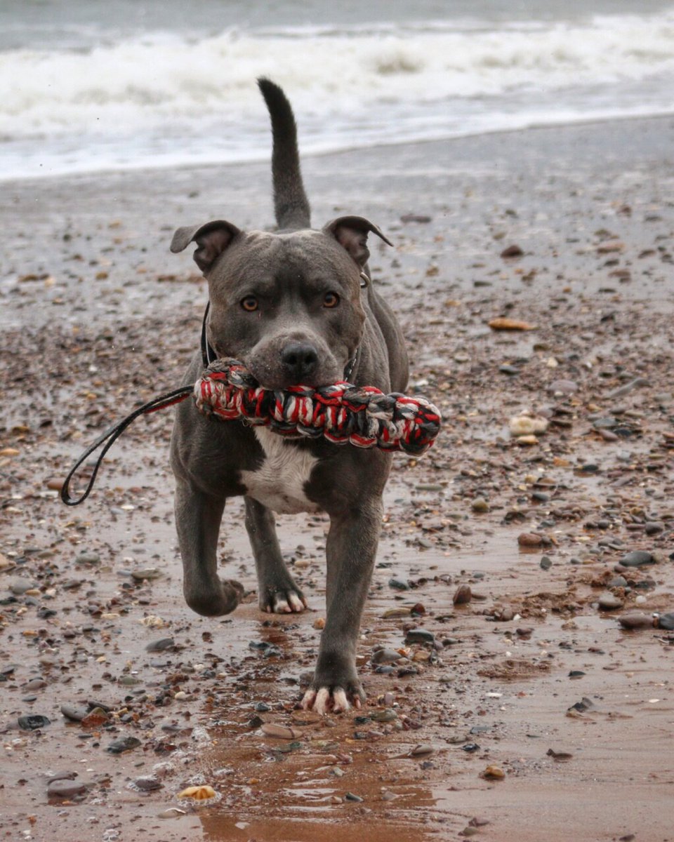 The EzyDog Beaver Tail is not only made to last, it's also made for water. This dog toy has a foam core, so floats in water and is tough enough to deal with whatever your dog can throw at it. Throw the Beaver Tail into the water and let your dog do the rest! #dog #dogs #ezydog