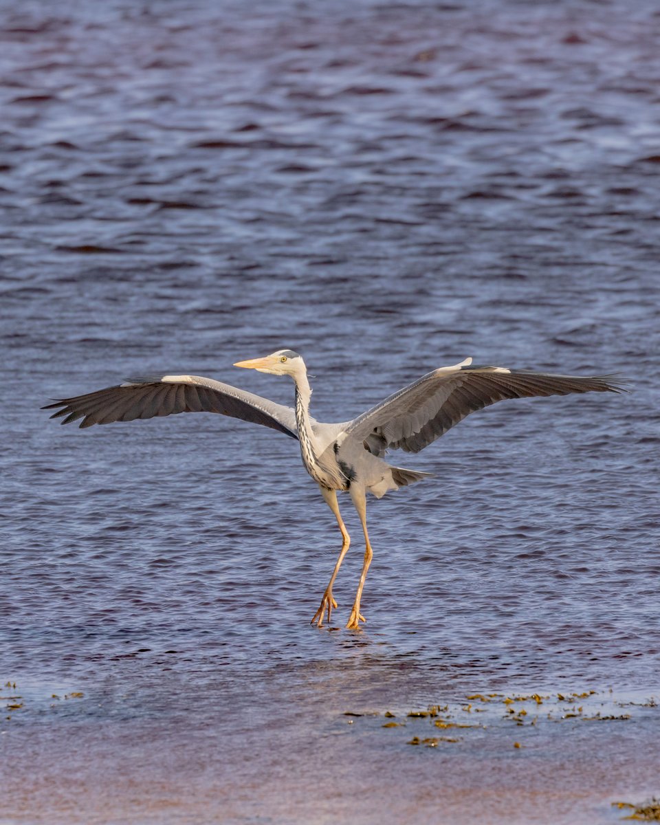 Despite their large size, Grey Herons are shy birds and don’t let people stray too close. Often, the best views come when you’re sitting still and one happens to fly past, offering an excellent opportunity to admire that two-metre wingspan. @rebeccaonthewing