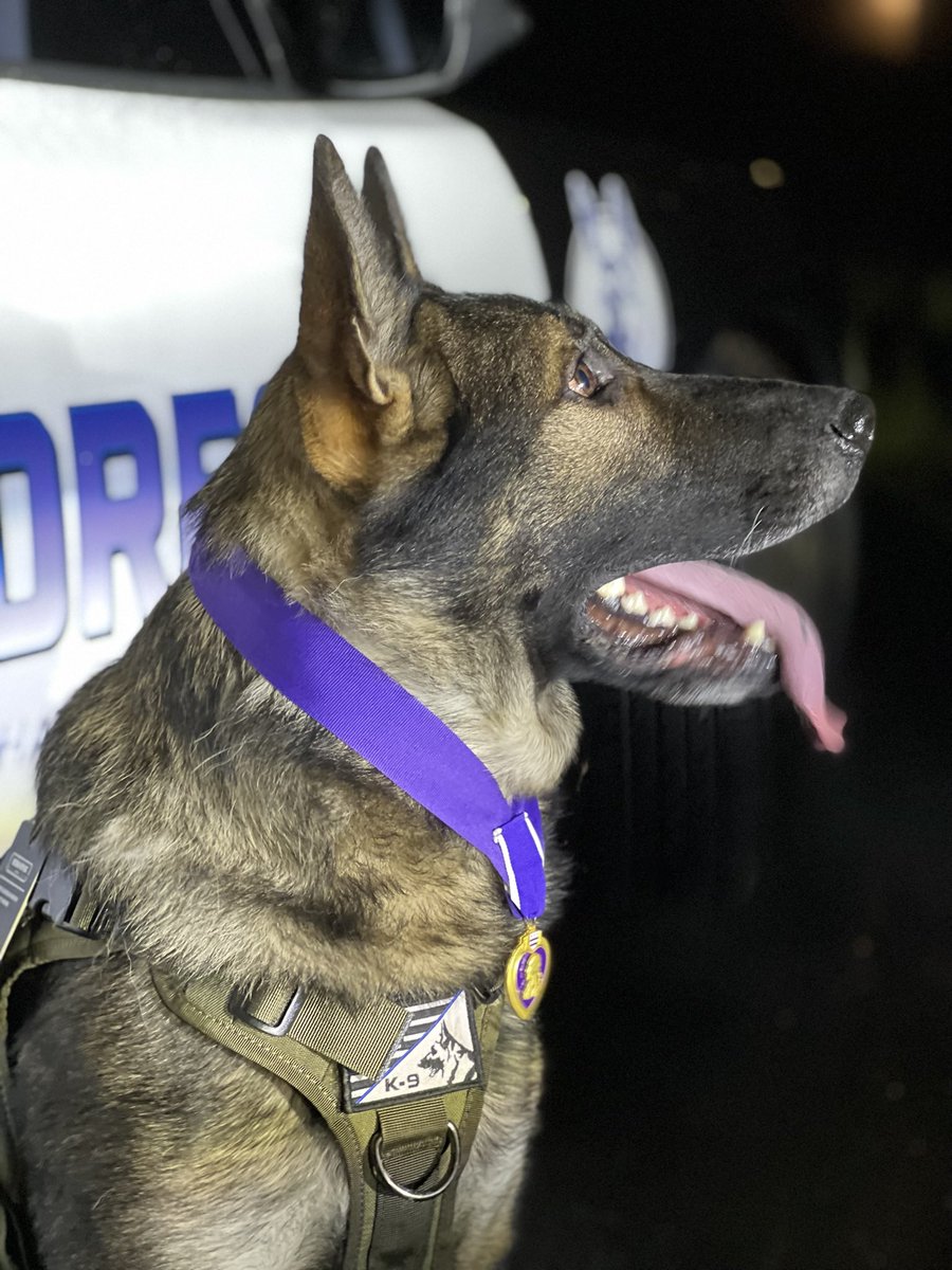Did you know that K9 Arlo received the Purple Heart in Oregon State in 2021?

Because of his actions in Jan 2021 and being shot in the line of duty, Working Dogs Oregon made sure he was recognized.

These dogs may look like a normal house pet but they do extraordinary things and
