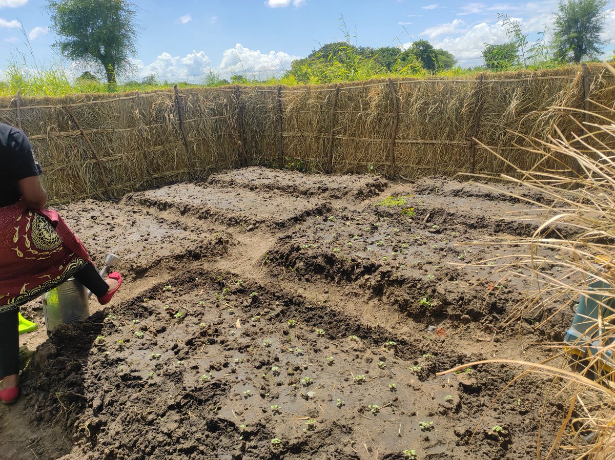 In the face of #climate challenges, women in the catchment areas of our @wrdhub project are thriving through their adoption of organic farming and backyard gardening🌱. Their perseverance and resilience are truly remarkable! 👏👏 #WRD #disastermanagement