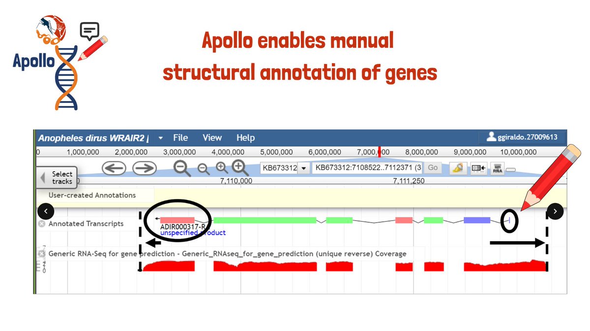 The power of #Apollo is in enabling gene manual structural annotation, setting the foundation of better gene functional prediction. 

If a gene's intron-exon prediction isn't accurate, it may not be possible for algorithms or humans to assign it a name and function.