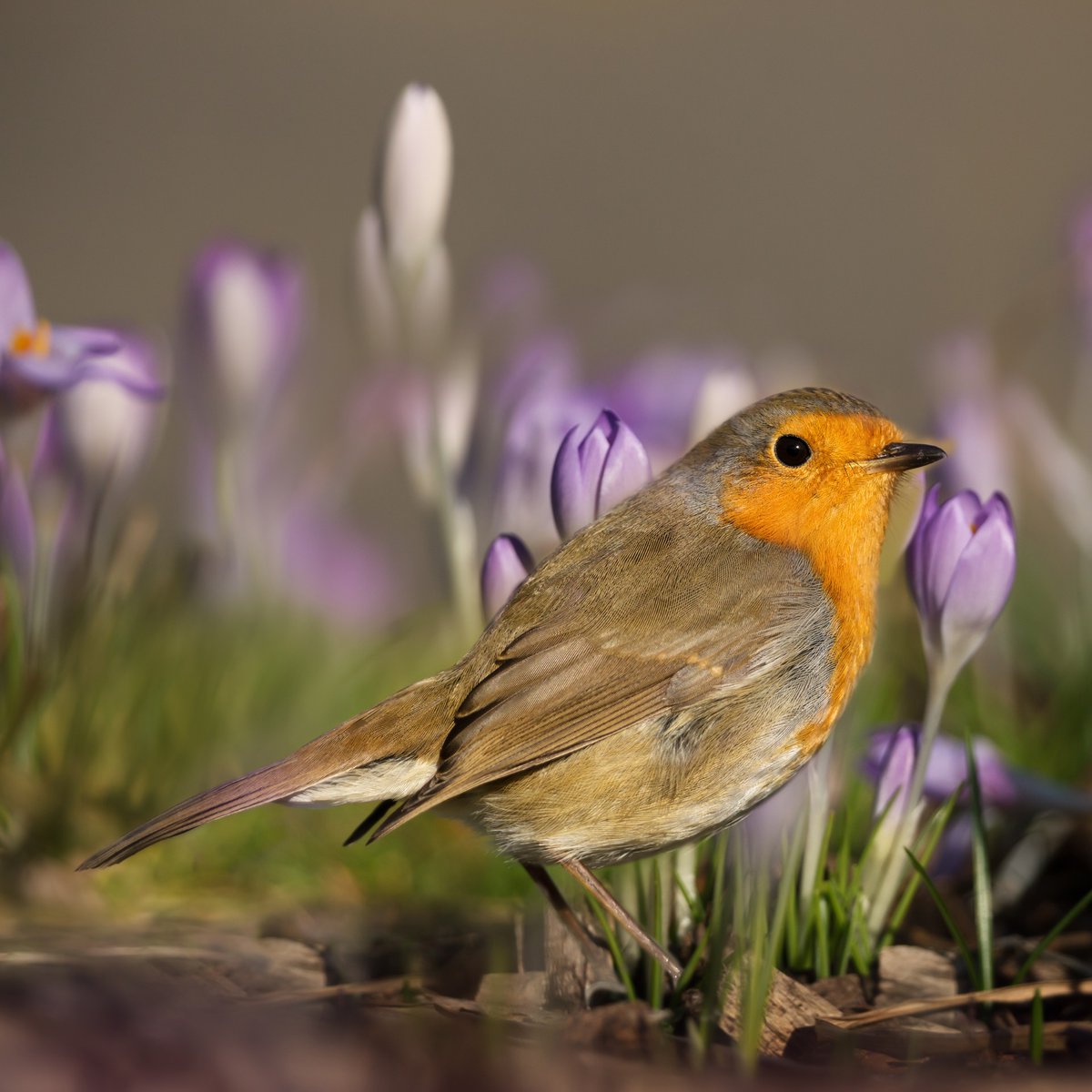 Superpet Limited tweet media