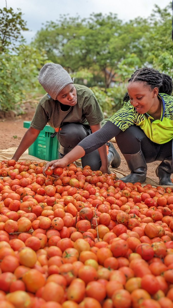 What is the biggest challenge in tomato farming? 1. Market 2. Climate change 3. Capital