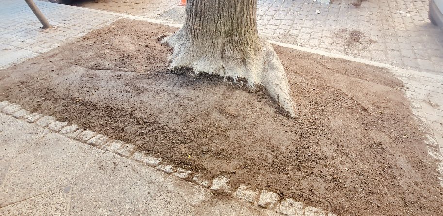 Nicht alles was grau, ist auch Beton. Letzte Woche gab es einige Aufregung um eine angeblich zubetonierte #Baumscheibe in #Neukölln. Tatsächlich waren das 5 cm wasserdurchlässiges Steinmehl, das wir nun entfernt und durch Mutterboden ersetzt haben. 
Baum gut, alles gut.