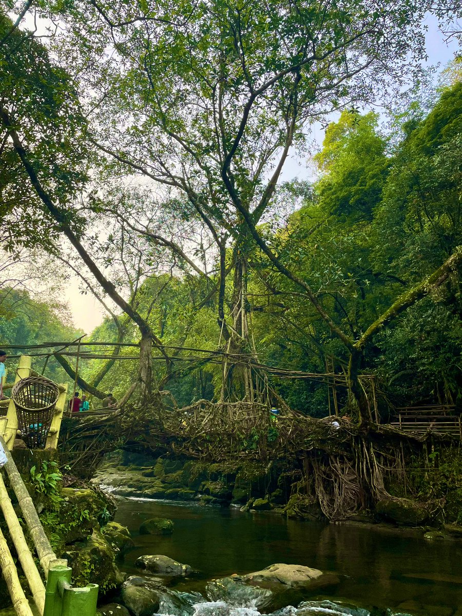 drdrishan's tweet photo. Will this #livingroot bridge also count ? https://t.co/4zG6hsRoZT