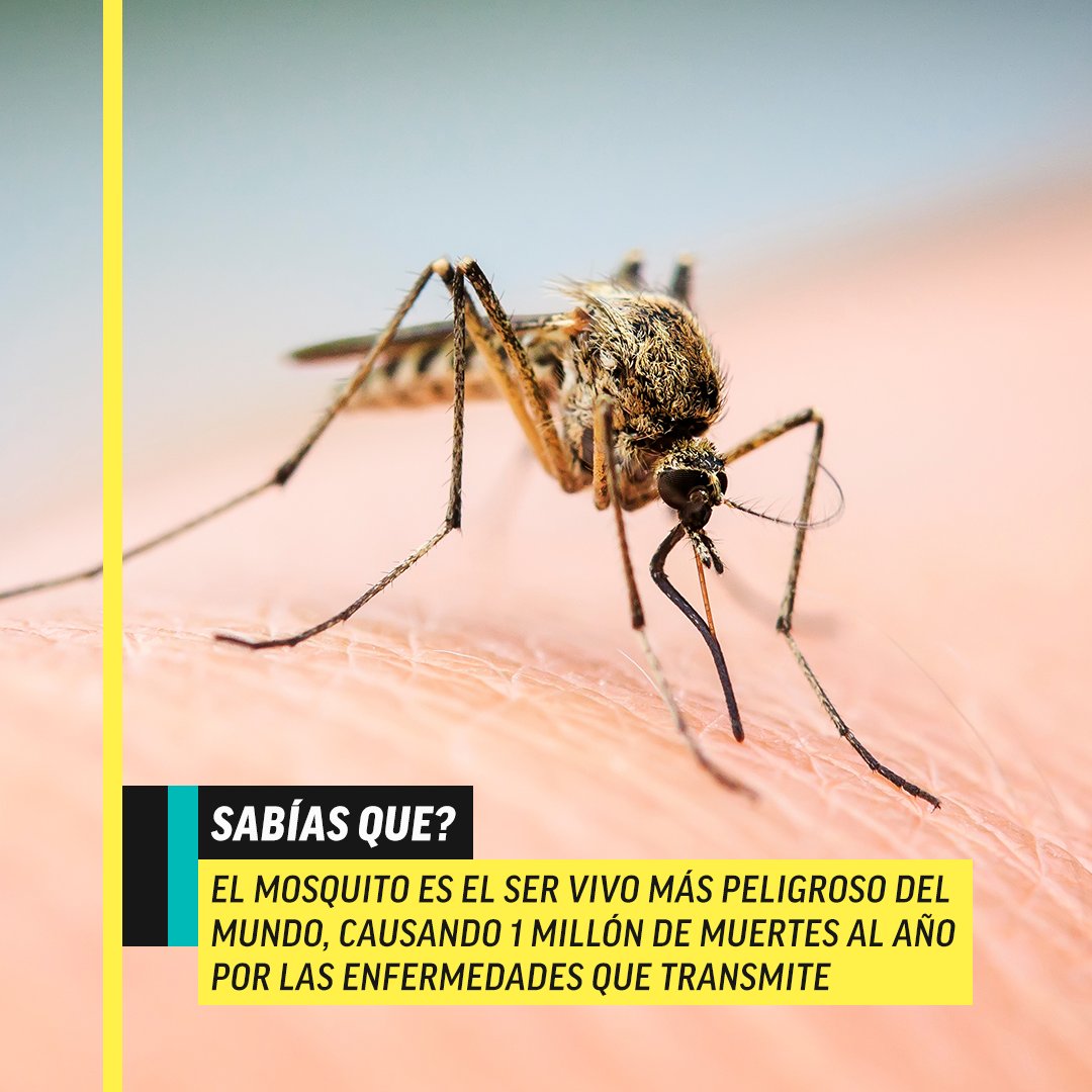 Los nuevos episodios de #Alone ya te están esperando en AMC SELEKT ⛰️