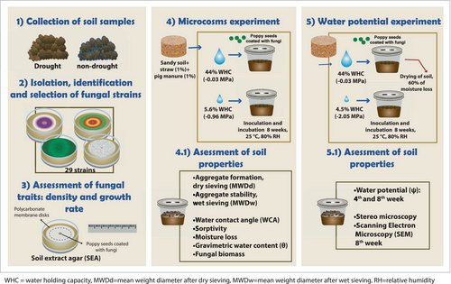 Enhancement of #soil aggregation and physical properties through fungal amendments under varying moisture conditions. doi.org/10.1111/1462-2… <a href="/_knaw/">Koninklijke Nederlandse Akademie van Wetenschappen</a> <a href="/UniUtrecht/">Utrecht University</a> <a href="/_Westerdijk_/">Westerdijk Institute</a>