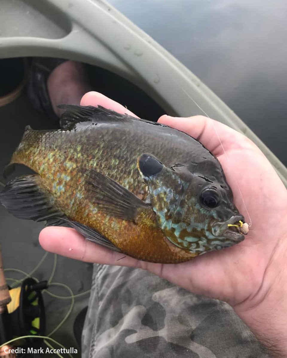 Whether you're after Bluegill, Crappie, trout, Walleye, Musky or anything in between, May is an excellent time to go fishing. Find Pennsylvania's Best Fishing Waters by species: ow.ly/yyUj50OlywC #Fishing #Fish #FishPA #Musky #Crappie #Angler #Walleye #PAFishandBoat