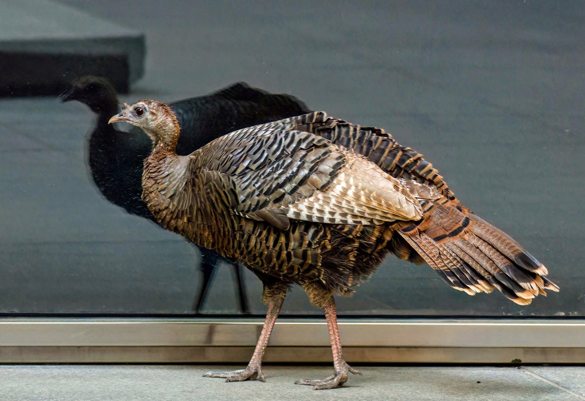 Astoria the Wild Turkey must be somewhere in Manhattan, but where? She has had three days to wander from her original location near 49th and Park Avenue and could be miles from there by now. Watch for her in your neighborhood and let us know if you see her. 🦃 ❤️