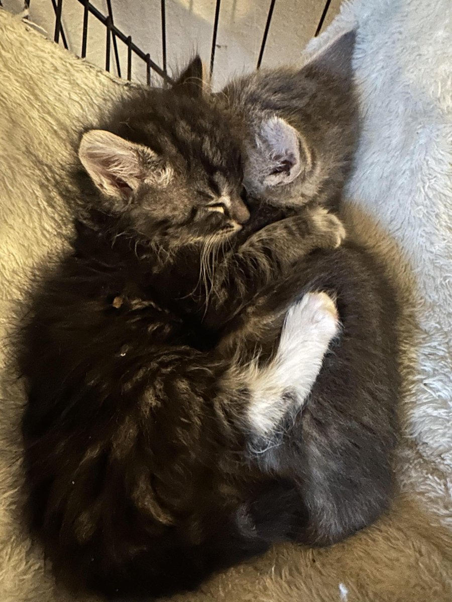 “for those memories are now just like these little kittens I hold in my hands; those can be kissed and treasured but not held too tightly.”
 ― Sanober Khan 
PURRlease supPURRt ItsieBitsieRescue.org
 #savinglives #kittens #fosters2024 #ittakesavillage  #gratitude #quotes