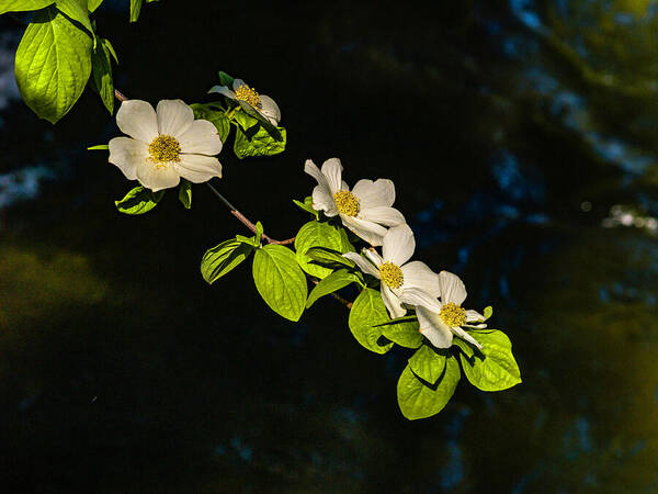 Dogwood On The River fineartamerica.com/featured/dogwo… #DogwoodOnTheRiver #Yosemite #BillGallagherPhotography #BuyIntoArt #AYearForArt #YosemiteValley #Dogwood #MercedRiver