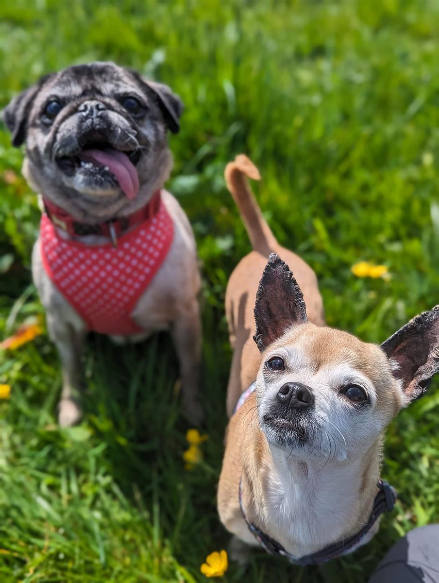 Urgent, special appeal to help Mia and Fudge find a home together #LANCASHIRE #UK BONDED PAIR AGED 13, AVAILABLE FOR ADOPTION, REGISTERED BRITISH CHARITY✅ Mia Chihuahua and Fudge Pug are a pair of older ladies who are looking for a home together, they are the best of friends…