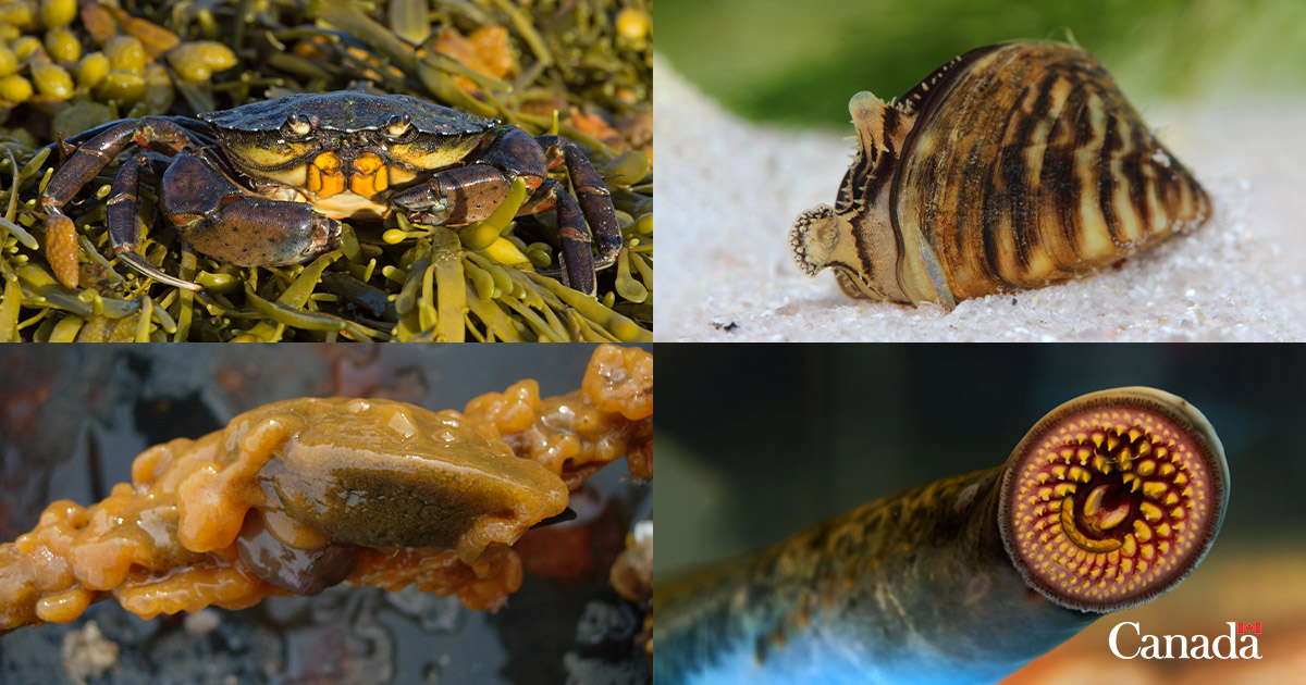 ❌ Aquatic invasive species are one of the biggest threats to Canada’s species and habitats. Do you know what species could be invading waters near you? Get familiar with the species threatening Canadian biodiversity: ow.ly/tp2W50REi7R