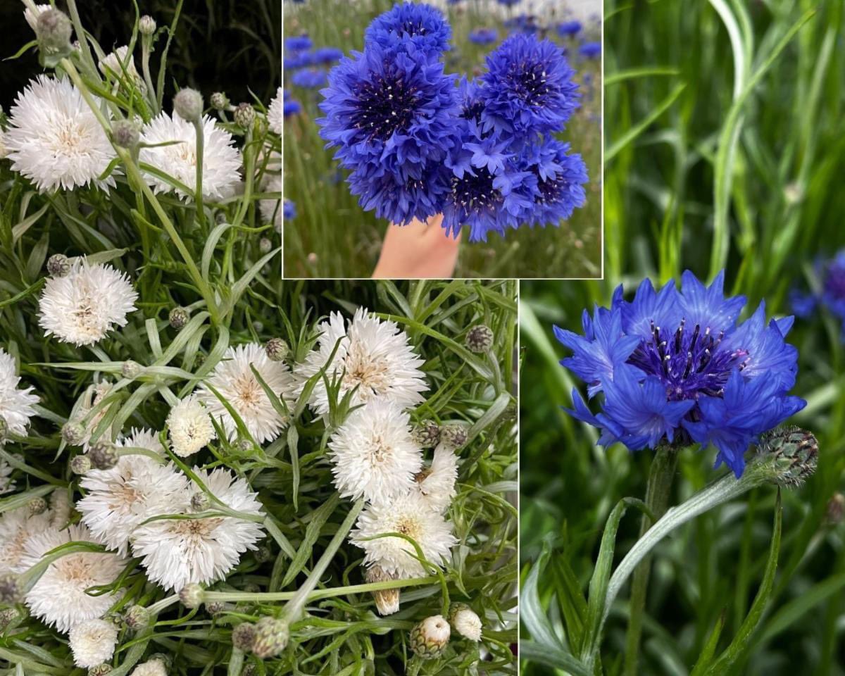 Cornflower AKA Bachelor buttons, Blue and White are now in full production! 🤍💙🤩
contact me for more information.
#888camflor #cagrown #certifiedamericangrown #americangrownflowers #growershipper #originmatters #springflowers #bachelorbuttons #cornflower #memorialdayflowers