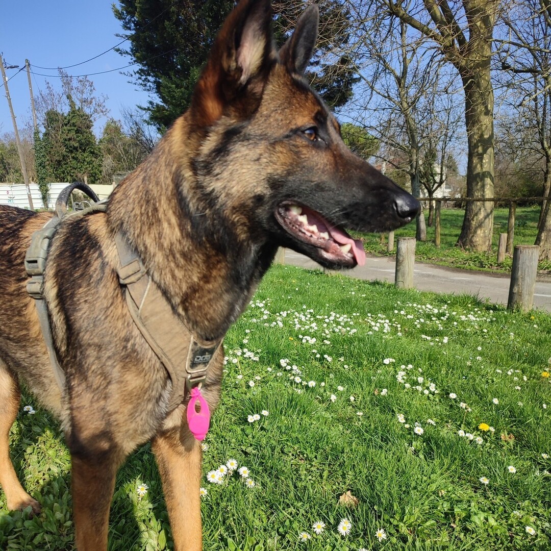 🟠 🐶 Chien perdu le 11/05/2024 à Vitry-Sur-Seine (94400).
Race : Berger Belge Malinois / Âge : 2 an(s)
Nala / Femelle / Identifié(e) : Non

☎️ 0620968187
📧 indraalfa2001@gmail.com

#VigiPets #chienperdu #chientrouve #chien #perdu #trouve