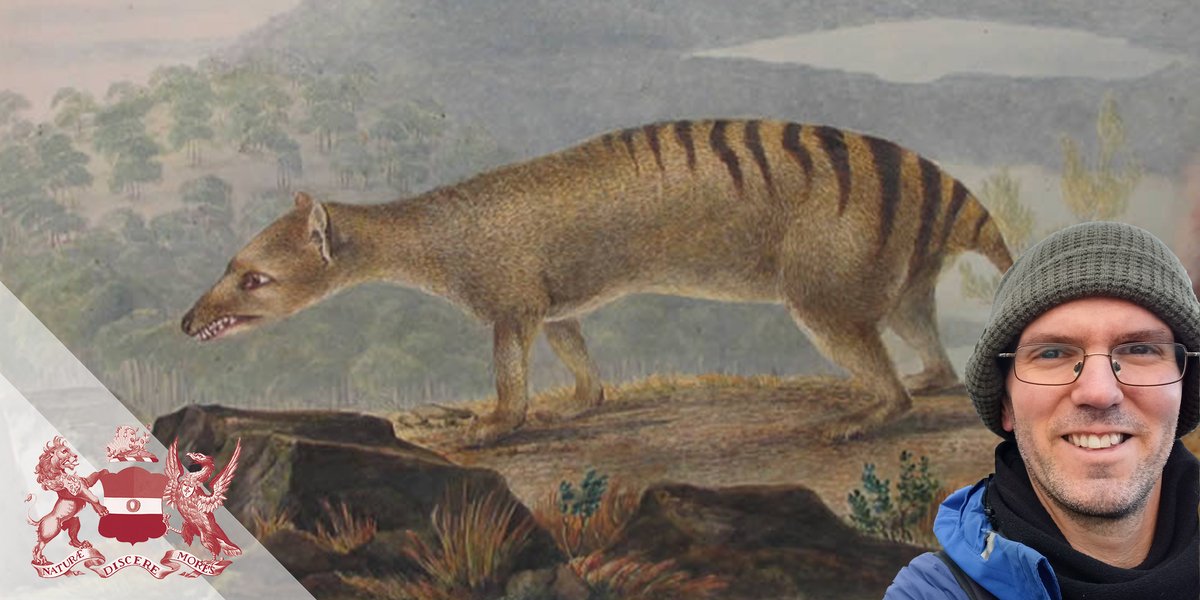 Tomorrow at 2 pm, join us and @JackDAshby for a talk based on one of the earliest European illustrations of the thylacine by John Lewin, painted shortly after the species became known to the colonists. Book below. bit.ly/4byorgf