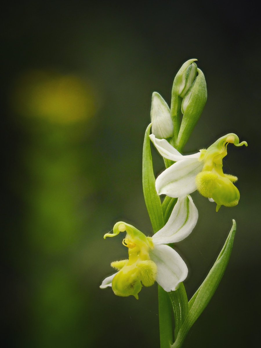 L'abellera blanca. Ophrys apifera var. chlorantha. 29.04.2024 #orquídies #orquideas #orchids #Menorca #BalearsNatura #MenorcaBiosfera #biodiversity #biodiversitat