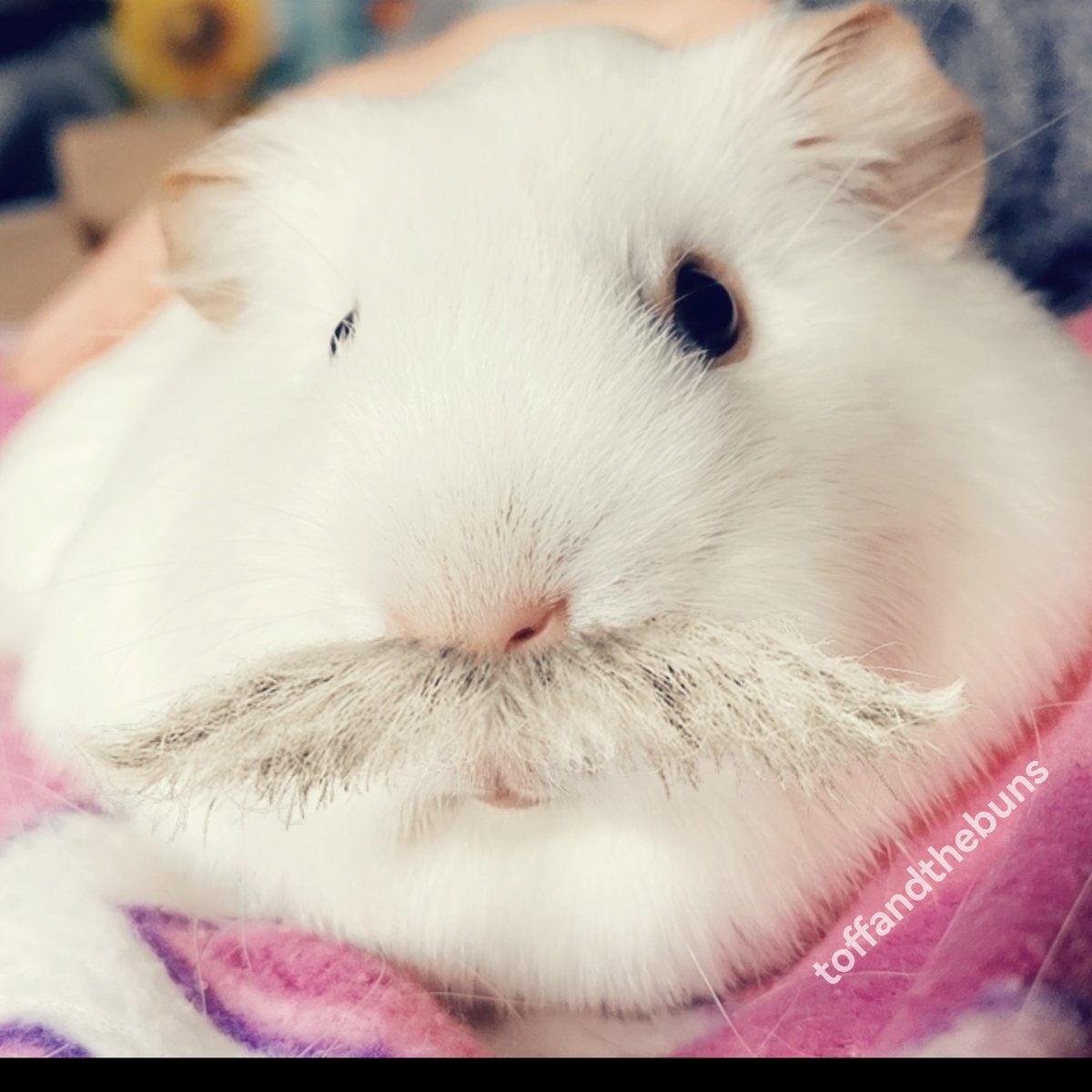 toffandthebuns's tweet photo. Look at this distinguished gentleman π©
Orville Piggenbacher here, bringing you #moustachemonday with strong Sam Elliott vibes π€
#adoptdontshop #rescuepig #piggles #orville #distinguishedgentleman #popcorn #moustache #monday https://t.co/EYAIFFuYBc