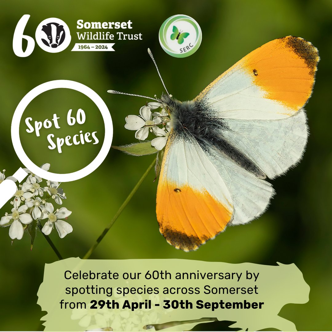 Have you seen an orange-tip butterfly this year? 🔍 Butterfly sightings become increasingly common in Spring, as the weather starts to warm up. Help us build up a more complete picture of Somerset's amazing wildlife and spot 60 different species! 👇🦋 somersetwildlife.org/spot-60-species