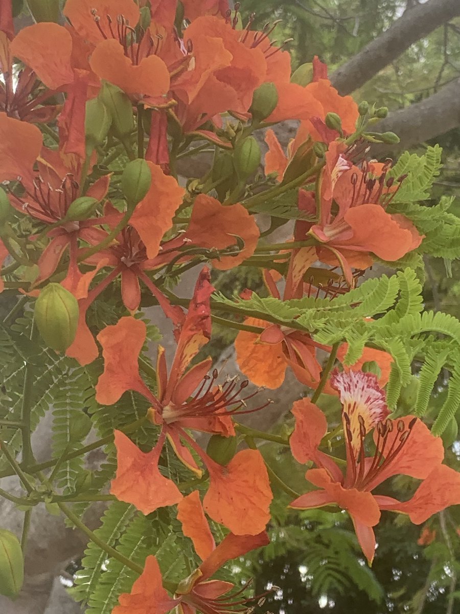 Good morning! (Royal Poinciana)