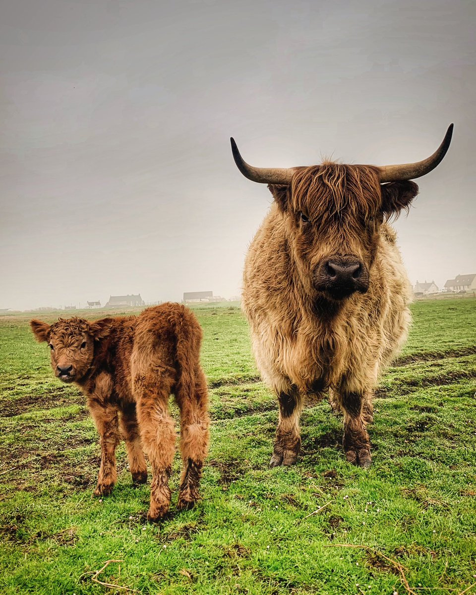 It’s Baby Coo Monday on the croft. Sorcha and Aurora are doing very well. Already full of life. Now waiting for our oldest coo Jinty to have her calf. 🫶🏻 #MondayVibes #NewWeek #GoodVibesOnly #farming #croft #jefinuist #outerhebrides #Scotland #StormHour