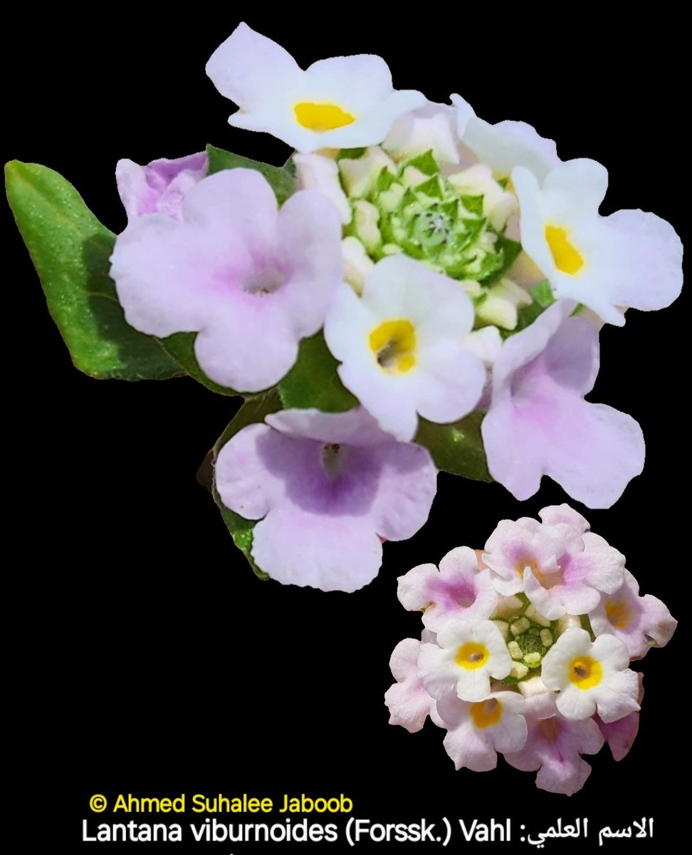 Lantana viburnoides (Forssk.) Vahl
من جنس الحشفة العطرية، لانتانا ظفار الأصلية 
من فصيلة اللويزية ( رعي الحمام ) #فلورا_عمان Verbenaceae
الاسم المحلي: هدم ، هودم ، هدم أنحروت، هودمدوم، أسماء أخرى: اللانتانا، حشف رباطية