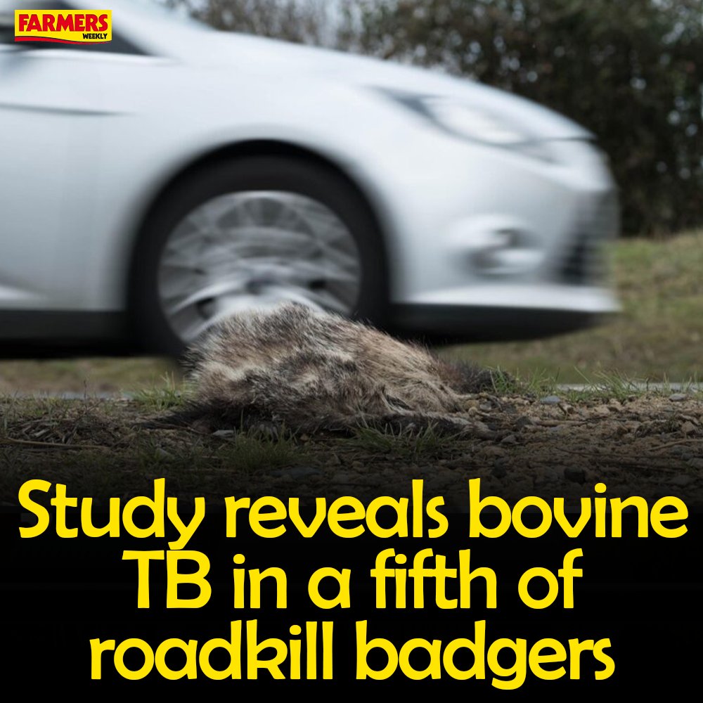 🦡 The latest roadkill survey figures from Northern Ireland show that about one in five badgers tested positive for bovine TB last year. READ MORE: fwi.co.uk/livestock/heal…