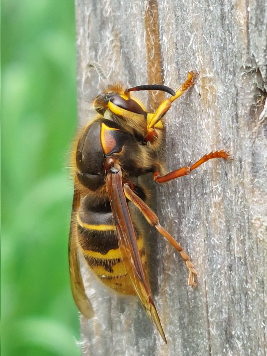 Bijenhotels worden ook gebruikt door wespen. Deze koningin middelste wesp schraapt papiervezels om haar nest mee te bouwen van een nestpaal bij de Kruisberg Wahlwiller