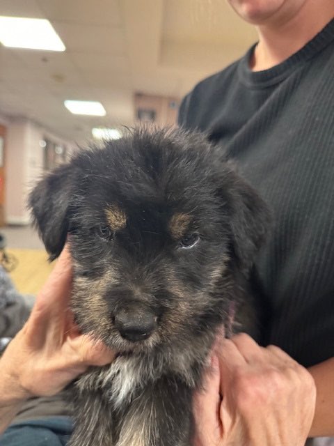 Absolutely adorable alert!! 🚨🚨🚨

Could this be any sweeter?
Thank you to Kristyn at Snowflake Meadows Rescue for bringing nine sweet puppies to Highland Wood to visit staff and residents. 🐶 

As you can tell by the smiles and snuggles, there will be more visits in the future!