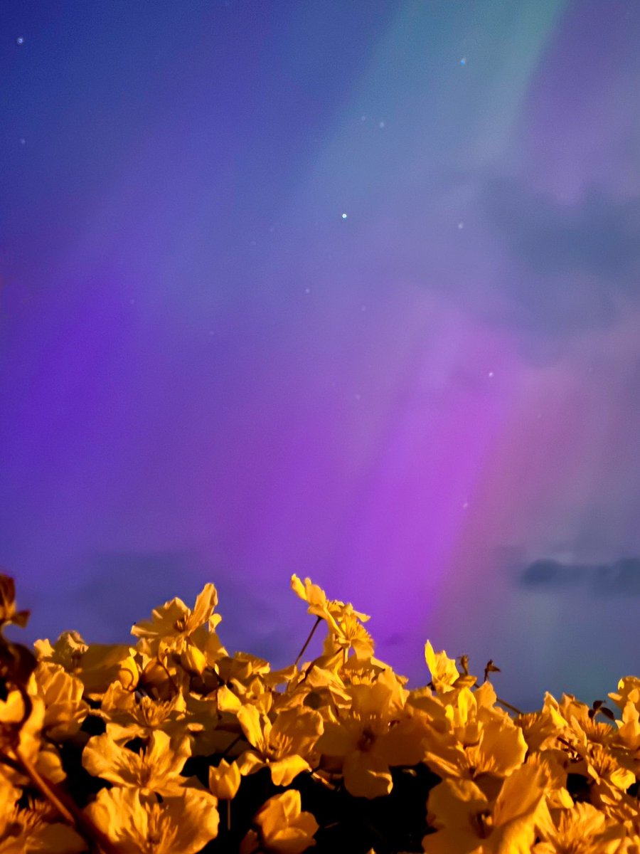 _JulieJohnston's tweet image. More garden pics of Friday/Saturday’s  Northern Lights with clematis.  Why not 🤷🏻‍♀️
#Ashington
#Northumberland 
#workwithwhatyouhave