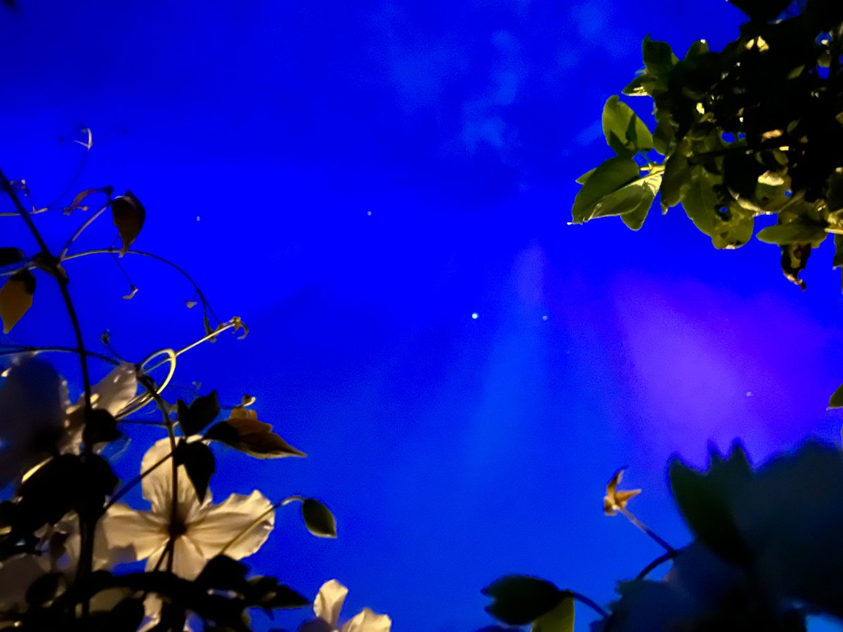 _JulieJohnston's tweet image. More garden pics of Friday/Saturday’s  Northern Lights with clematis.  Why not 🤷🏻‍♀️
#Ashington
#Northumberland 
#workwithwhatyouhave