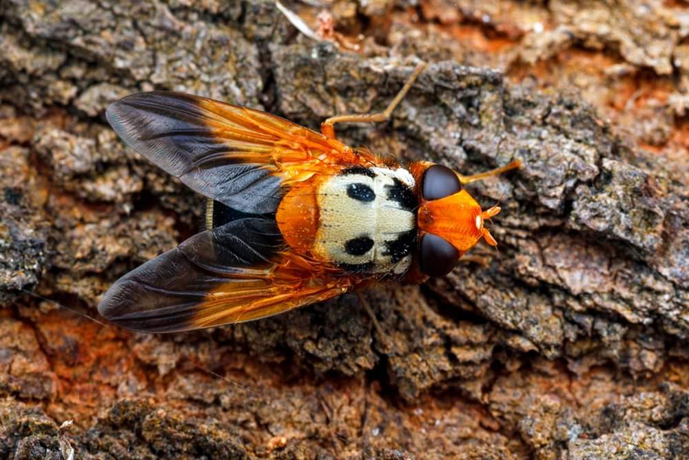 Parte 1 de hoy: ¿Las moscas son feas? Solo es cuestión de percepción. Amphitropesa elegans, Tachinidae, subfamilia Dexiinae. Fotografiada en Cranbourne Botanic Gardens, Victoria, Australia, enero 2023. 📸 Nick Monaghan