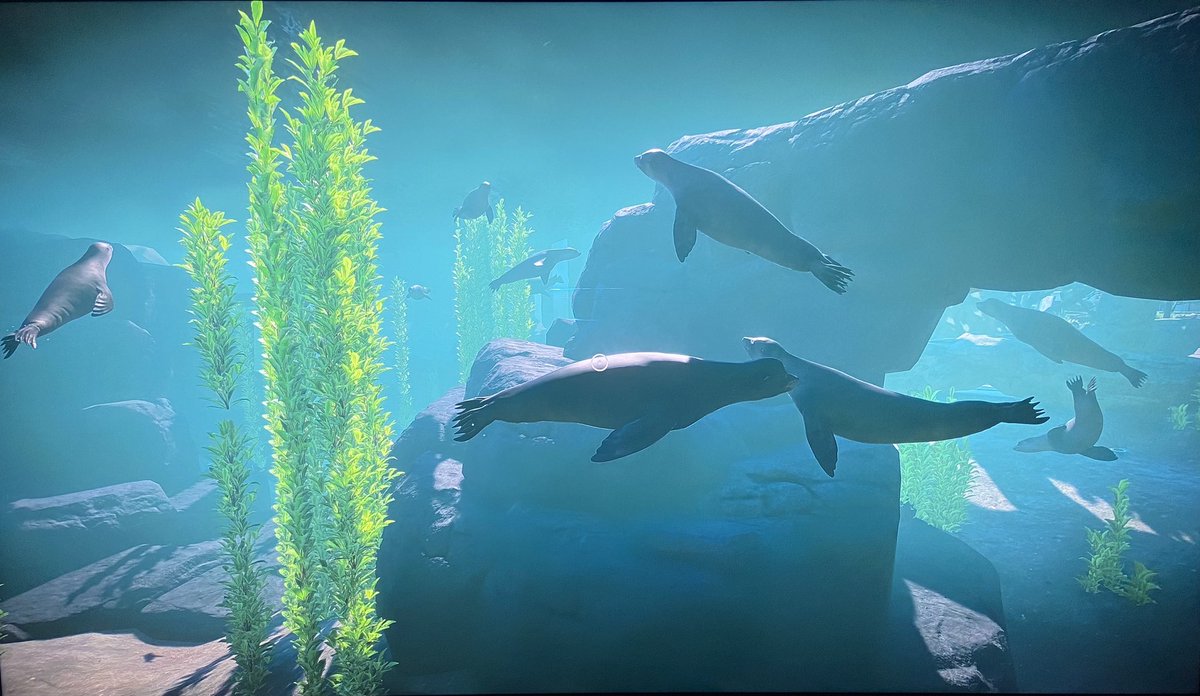 A little peek at the sea lion habitat I’m working on. This is one habitat I allow to go over population because it makes it feel more alive when there’s 20+ of them in the water. Current occupancy is 49. The volcanic rocks look SO good underwater. #PlanetZoo #PlanetZooGame